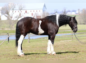 caballo de tiro Mestizo, Caballo castrado, 4 años, 178 cm, Pío