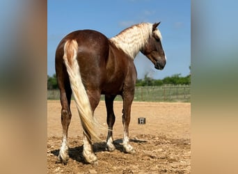 caballo de tiro Mestizo, Caballo castrado, 4 años, Alazán rojizo