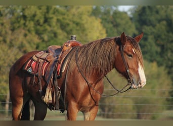 caballo de tiro Mestizo, Caballo castrado, 4 años, Alazán-tostado