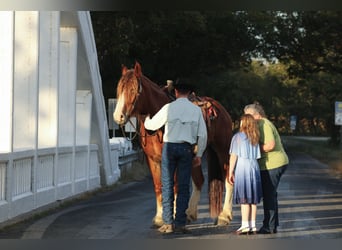 caballo de tiro Mestizo, Caballo castrado, 4 años, Alazán-tostado