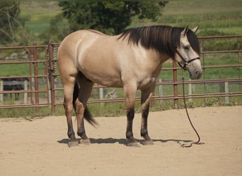 caballo de tiro Mestizo, Caballo castrado, 4 años, Buckskin/Bayo