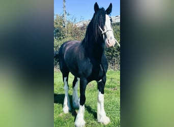 caballo de tiro, Caballo castrado, 4 años