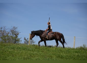 caballo de tiro Mestizo, Caballo castrado, 4 años, Castaño rojizo