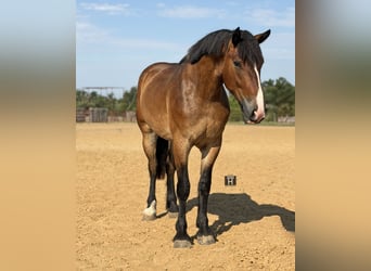 caballo de tiro Mestizo, Caballo castrado, 4 años, Castaño rojizo