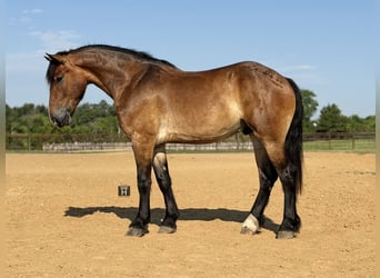 caballo de tiro Mestizo, Caballo castrado, 4 años, Castaño rojizo