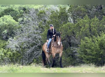 caballo de tiro Mestizo, Caballo castrado, 4 años, Castaño rojizo