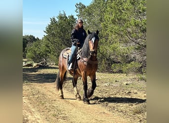 caballo de tiro, Caballo castrado, 4 años, Castaño rojizo