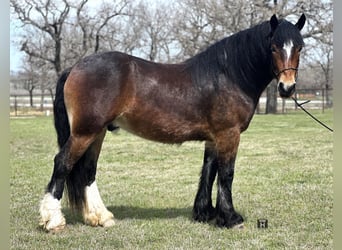 caballo de tiro, Caballo castrado, 4 años, Castaño rojizo