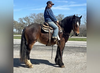 caballo de tiro, Caballo castrado, 4 años, Castaño rojizo