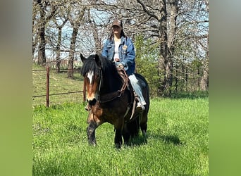 caballo de tiro, Caballo castrado, 4 años, Castaño rojizo