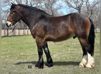 caballo de tiro, Caballo castrado, 4 años, Castaño rojizo