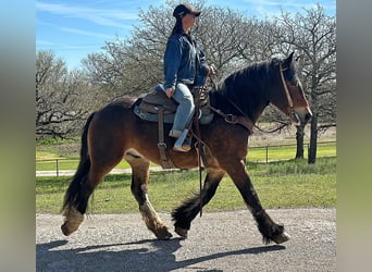 caballo de tiro, Caballo castrado, 4 años, Castaño rojizo