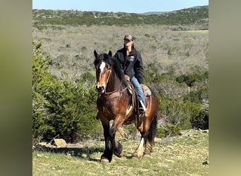 caballo de tiro, Caballo castrado, 4 años, Castaño rojizo