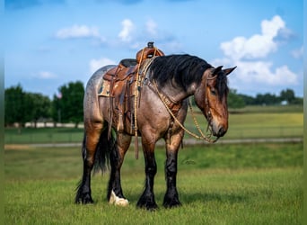 caballo de tiro Mestizo, Caballo castrado, 4 años, Castaño-ruano