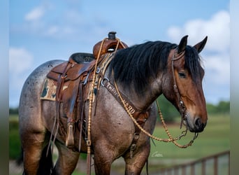 caballo de tiro Mestizo, Caballo castrado, 4 años, Castaño-ruano