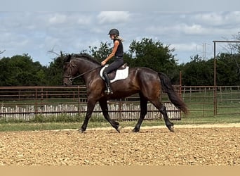 caballo de tiro Mestizo, Caballo castrado, 4 años, Negro