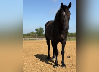 caballo de tiro Mestizo, Caballo castrado, 4 años, Negro