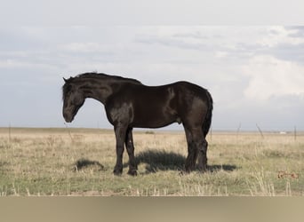 caballo de tiro, Caballo castrado, 4 años, Negro