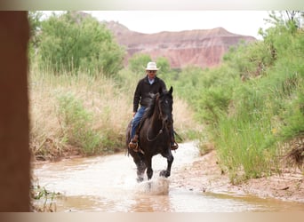 caballo de tiro, Caballo castrado, 4 años, Negro