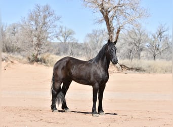 caballo de tiro, Caballo castrado, 4 años, Negro