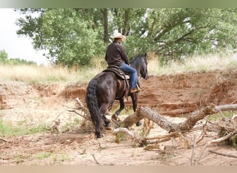 caballo de tiro, Caballo castrado, 4 años, Negro