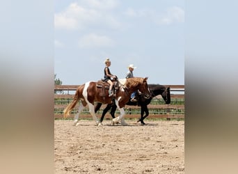 caballo de tiro Mestizo, Caballo castrado, 4 años, Pío