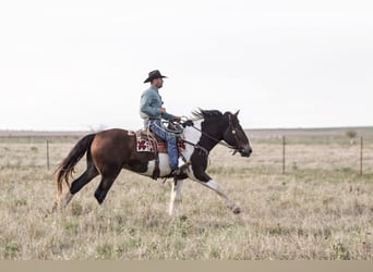 caballo de tiro Mestizo, Caballo castrado, 4 años, Pío