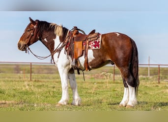 caballo de tiro Mestizo, Caballo castrado, 4 años, Pío