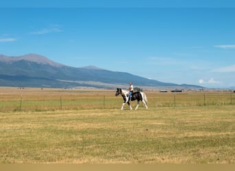 caballo de tiro Mestizo, Caballo castrado, 4 años, Pío