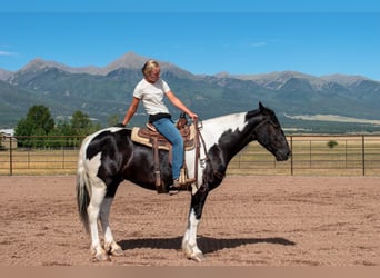 caballo de tiro Mestizo, Caballo castrado, 4 años, Pío