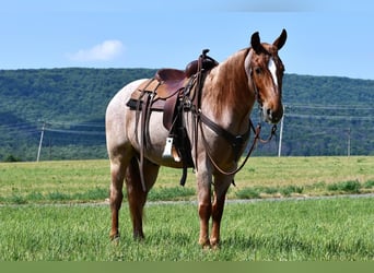 caballo de tiro Mestizo, Caballo castrado, 4 años, Ruano alazán