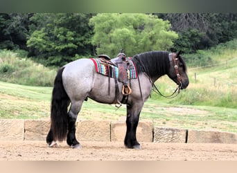 caballo de tiro Mestizo, Caballo castrado, 4 años, Ruano azulado