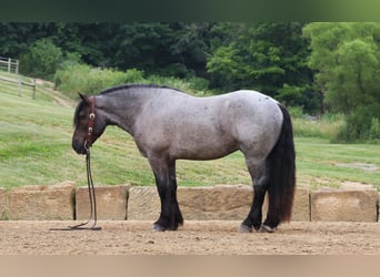 caballo de tiro Mestizo, Caballo castrado, 4 años, Ruano azulado