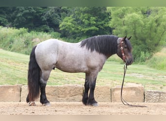 caballo de tiro Mestizo, Caballo castrado, 4 años, Ruano azulado