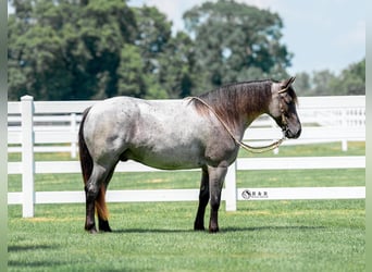 caballo de tiro Mestizo, Caballo castrado, 4 años, Ruano azulado