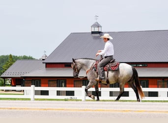 caballo de tiro Mestizo, Caballo castrado, 4 años, Ruano azulado