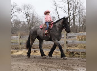 caballo de tiro Mestizo, Caballo castrado, 4 años, Ruano azulado
