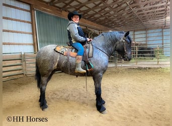 caballo de tiro, Caballo castrado, 4 años, Ruano azulado