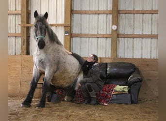 caballo de tiro, Caballo castrado, 4 años, Ruano azulado