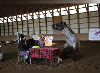caballo de tiro, Caballo castrado, 4 años, Ruano azulado
