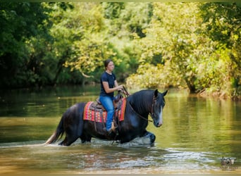 caballo de tiro Mestizo, Caballo castrado, 4 años, Tordo