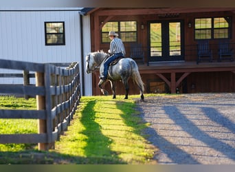 caballo de tiro Mestizo, Caballo castrado, 4 años, Tordo