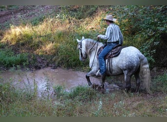 caballo de tiro Mestizo, Caballo castrado, 4 años, Tordo