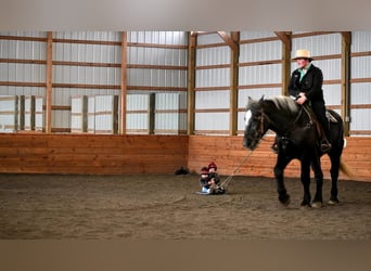 caballo de tiro Mestizo, Caballo castrado, 4 años, Tordo