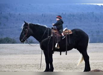 caballo de tiro Mestizo, Caballo castrado, 4 años, Tordo
