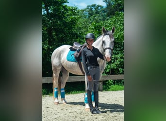 caballo de tiro Mestizo, Caballo castrado, 4 años, Tordo