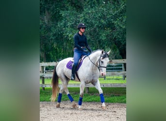 caballo de tiro Mestizo, Caballo castrado, 4 años, Tordo