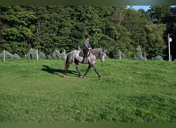 caballo de tiro, Caballo castrado, 4 años, Tordo rodado