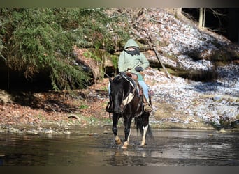 caballo de tiro Mestizo, Caballo castrado, 5 años, 135 cm