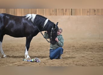 caballo de tiro Mestizo, Caballo castrado, 5 años, 135 cm